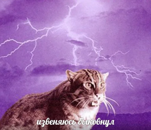 Стикер из набора "IpCatMeme"