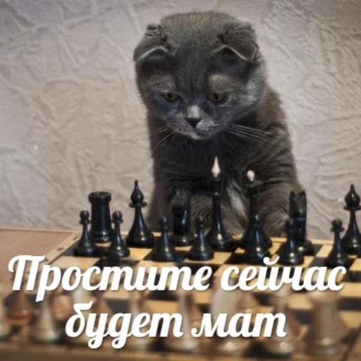 Стикер из набора "IpCatMeme"