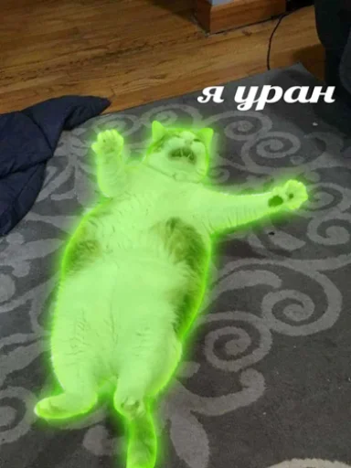 Стикер из набора "IpCatMeme"