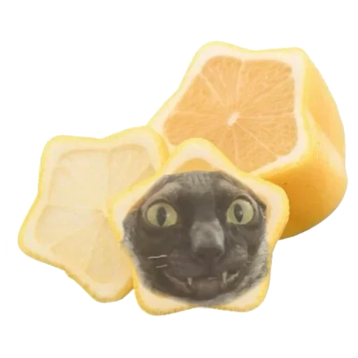 Sticker from the "Cats | Котики" sticker pack