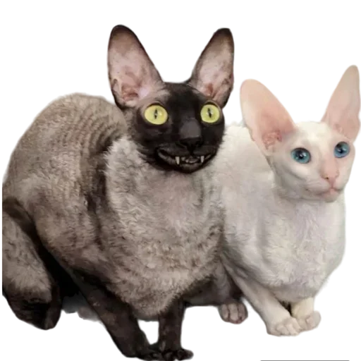 Sticker from the "Cats | Котики" sticker pack