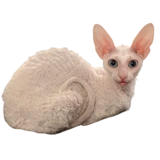 Sticker from the "Cats | Котики" sticker pack