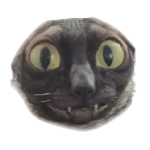 Sticker from the "Cats | Котики" sticker pack