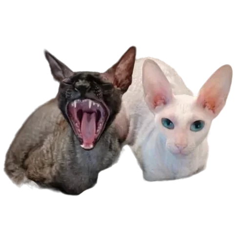 Sticker from the "Cats | Котики" sticker pack