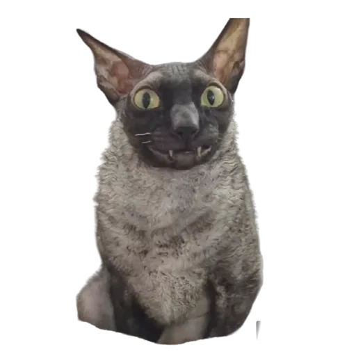 Sticker from the "Cats | Котики" sticker pack