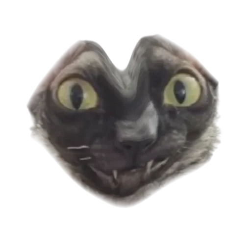 Sticker from the "Cats | Котики" sticker pack