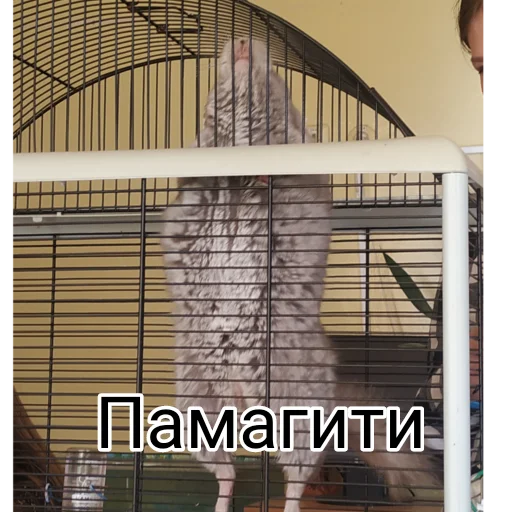 Sticker from the "Тимурка лучший" sticker pack