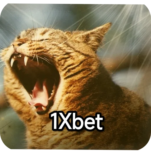 Sticker from the "Котики и фразочки" sticker pack