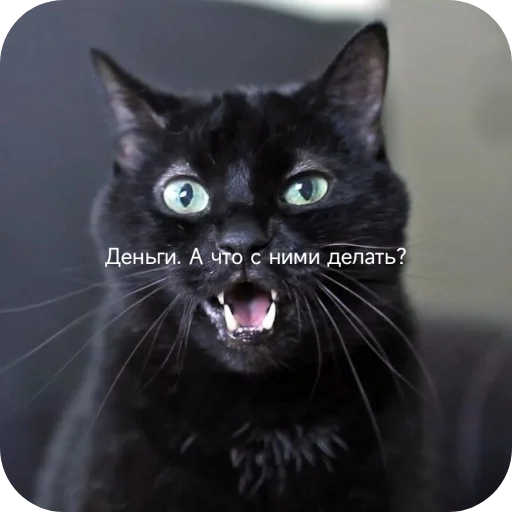 Sticker from the "Котики и фразочки" sticker pack