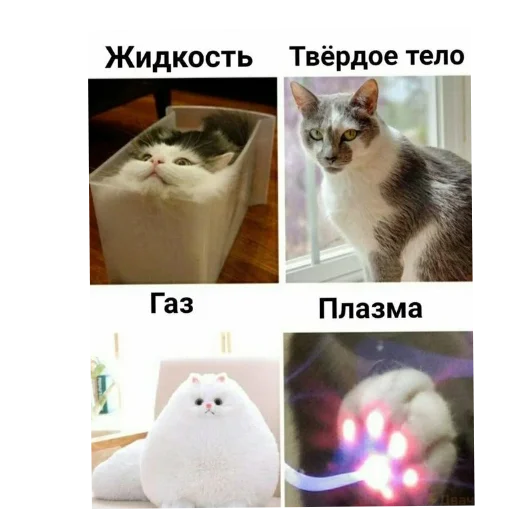 Sticker Котики и фразочки