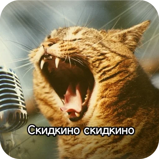 Sticker from the "Котики и фразочки" sticker pack