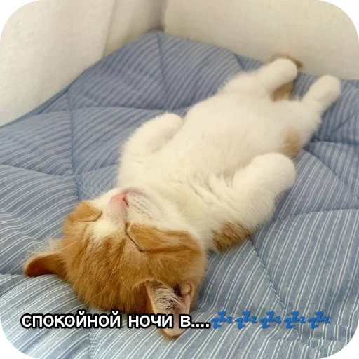 Sticker from the "Котики и фразочки" sticker pack