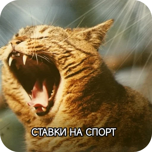 Sticker from the "Котики и фразочки" sticker pack