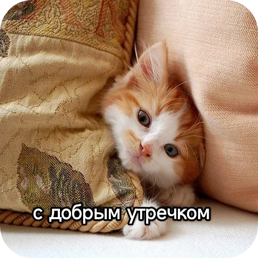 Sticker from the "Котики и фразочки" sticker pack