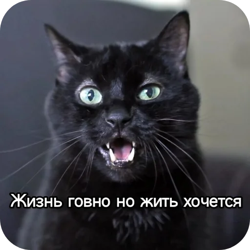 Sticker from the "Котики и фразочки" sticker pack