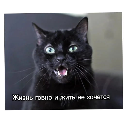 Sticker from the "Котики и фразочки" sticker pack