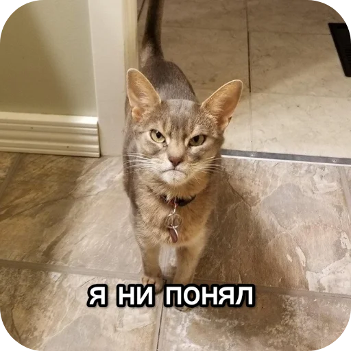 Sticker from the "Котики и фразочки" sticker pack