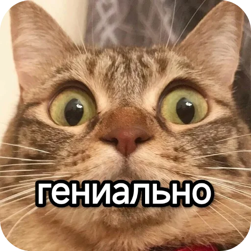 Sticker from the "Котики и фразочки" sticker pack