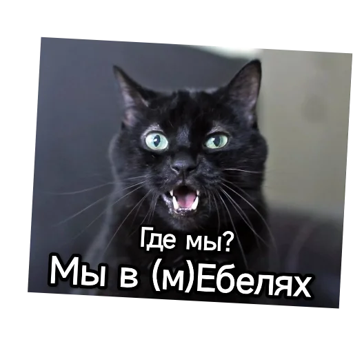 Sticker from the "Котики и фразочки" sticker pack