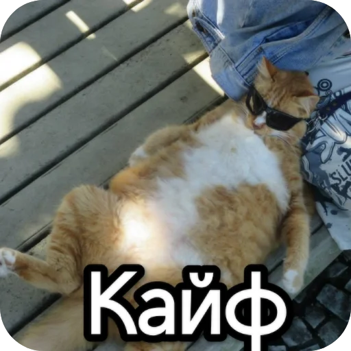 Sticker from the "Котики и фразочки" sticker pack