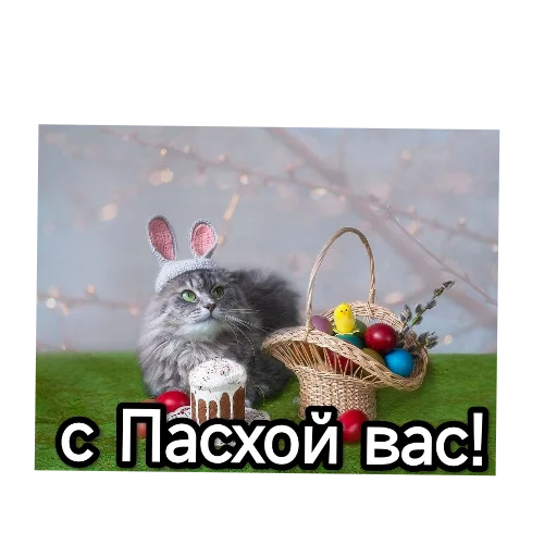 Sticker from the "Котики и фразочки" sticker pack