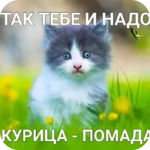 Sticker from the "Котики и фразочки" sticker pack