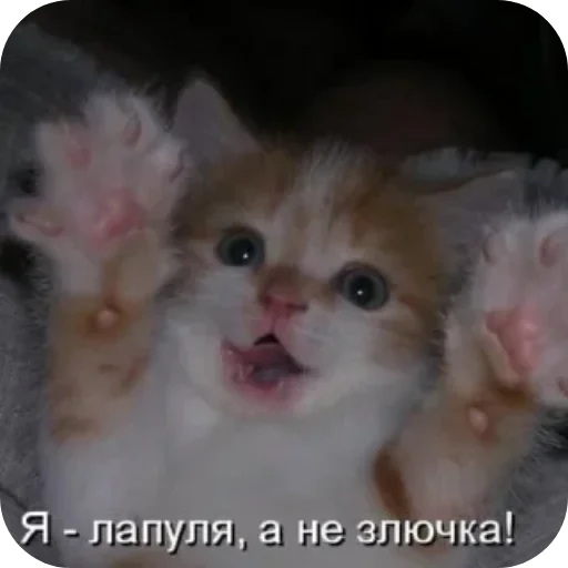 Sticker from the "Котики и фразочки" sticker pack