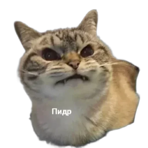 Sticker from the "Котики и фразочки" sticker pack