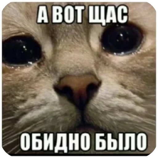 Sticker from the "Котики и фразочки" sticker pack