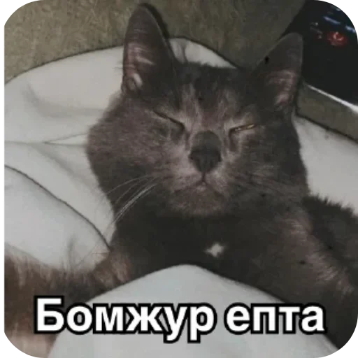 Sticker from the "Котики и фразочки" sticker pack