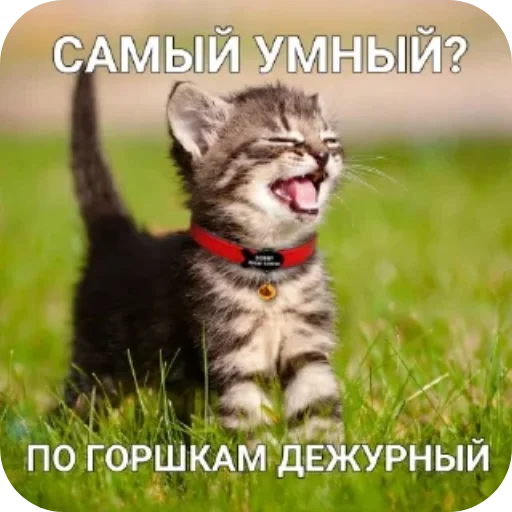 Sticker from the "Котики и фразочки" sticker pack