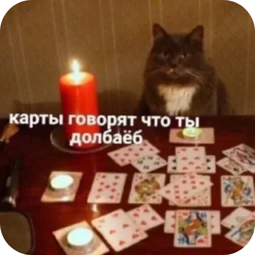 Sticker from the "Котики и фразочки" sticker pack