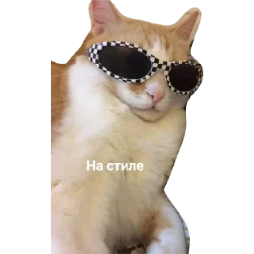 Sticker from the "Котики и фразочки" sticker pack