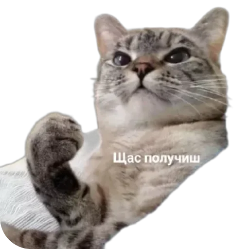 Sticker from the "Котики и фразочки" sticker pack