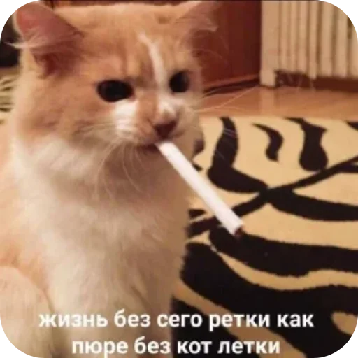 Sticker from the "Котики и фразочки" sticker pack