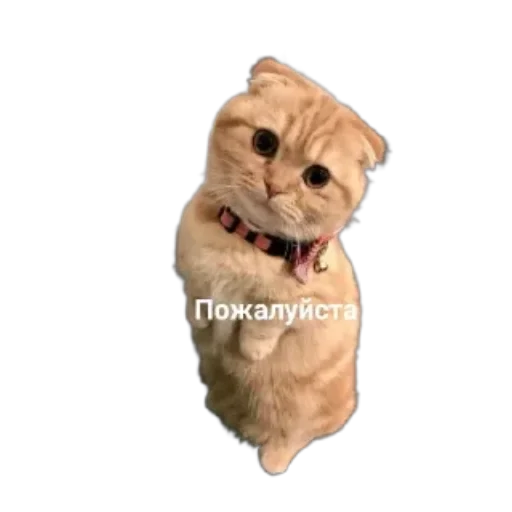 Sticker from the "Котики и фразочки" sticker pack