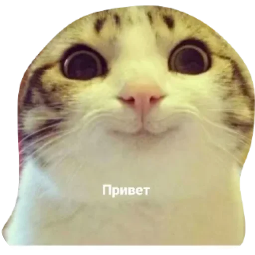 Sticker from the "Котики и фразочки" sticker pack