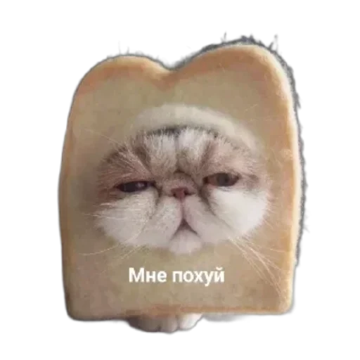 Sticker from the "Котики и фразочки" sticker pack