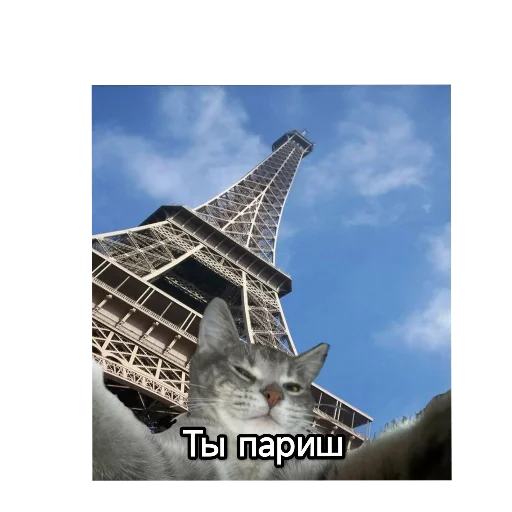 Sticker from the "Котики и фразочки" sticker pack