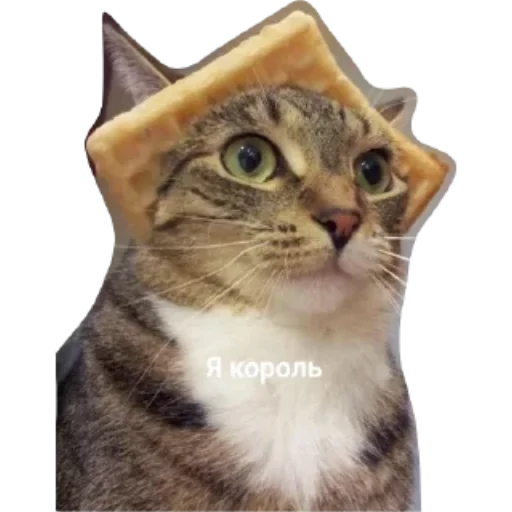 Sticker from the "Котики и фразочки" sticker pack