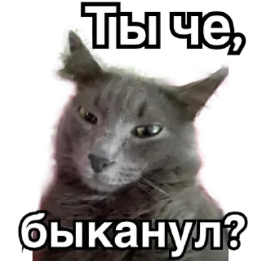 Sticker from the "Котики и фразочки" sticker pack