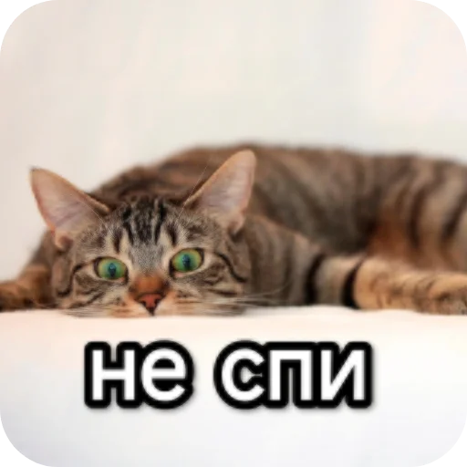 Sticker from the "Котики и фразочки" sticker pack