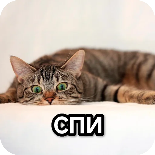 Sticker from the "Котики и фразочки" sticker pack