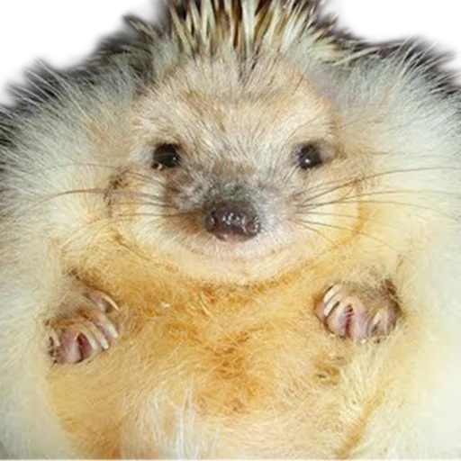 Стикер из набора "hedgehogs Beauty Stickers"