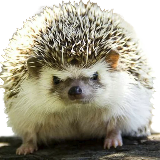 Sticker from the "hedgehogs Beauty Stickers" sticker pack