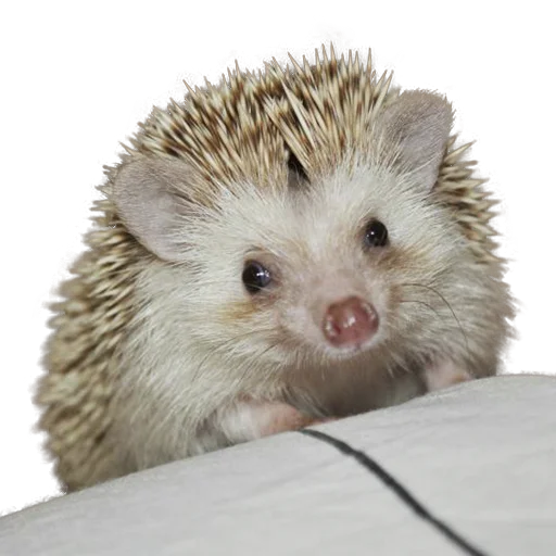 Стикер из набора "hedgehogs Beauty Stickers"