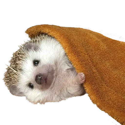 Sticker from the "hedgehogs Beauty Stickers" sticker pack