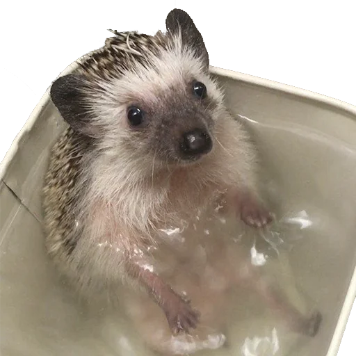 Стикер из набора "hedgehogs Beauty Stickers"