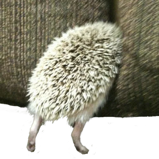 Sticker from the "hedgehogs Beauty Stickers" sticker pack