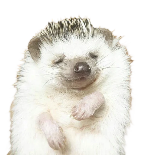 Sticker from the "hedgehogs Beauty Stickers" sticker pack